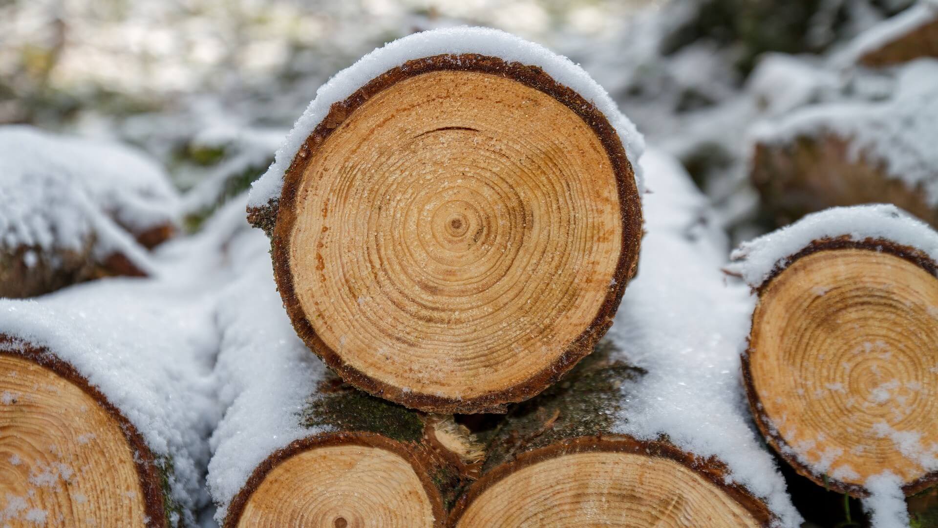 Плюсы дерева зимней рубки - Общие статьи - Блог - СК 